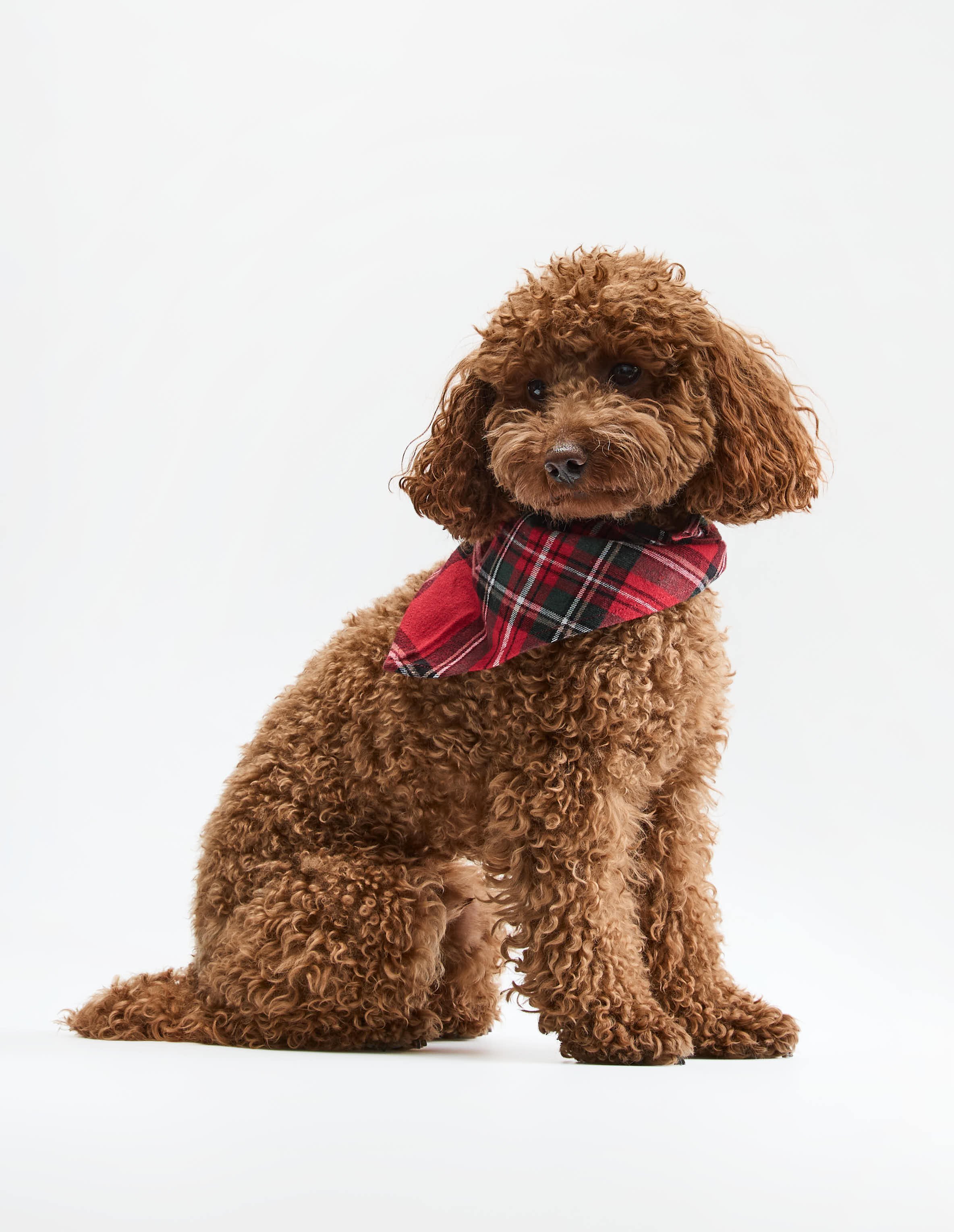 Pet Scarf SCARLETTE in Cotton Flannel 1