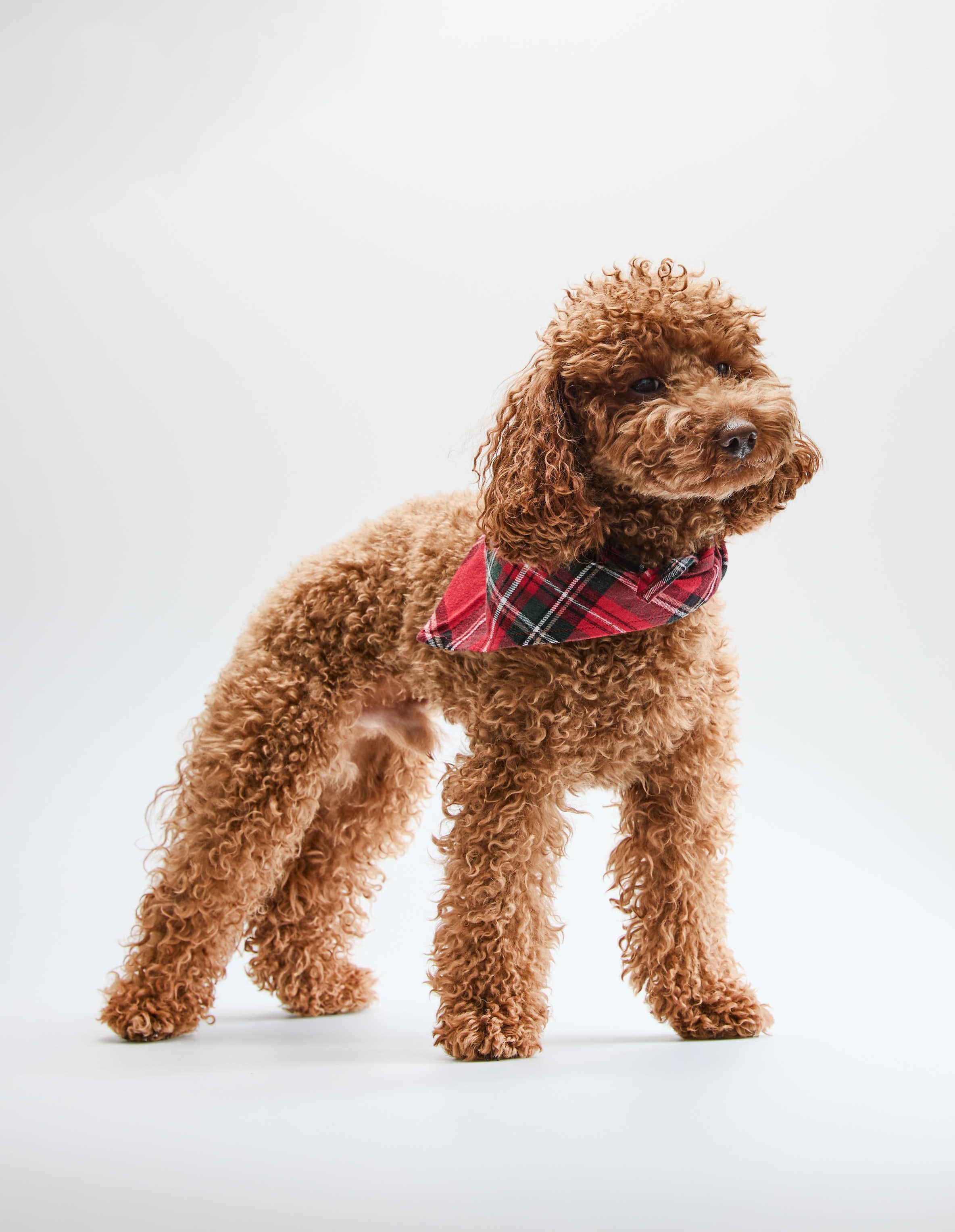 Pet Scarf SCARLETTE in Cotton Flannel - Red