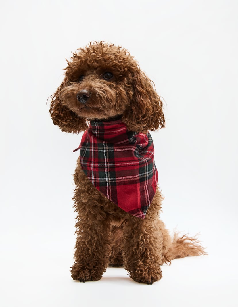 Pet Scarf SCARLETTE in Cotton Flannel Red 2